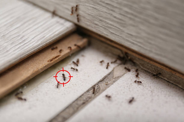 Best Mosquito Control Services  in Luna Pier, MI