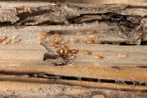 Best Wildlife Control Services  in Luna Pier, MI